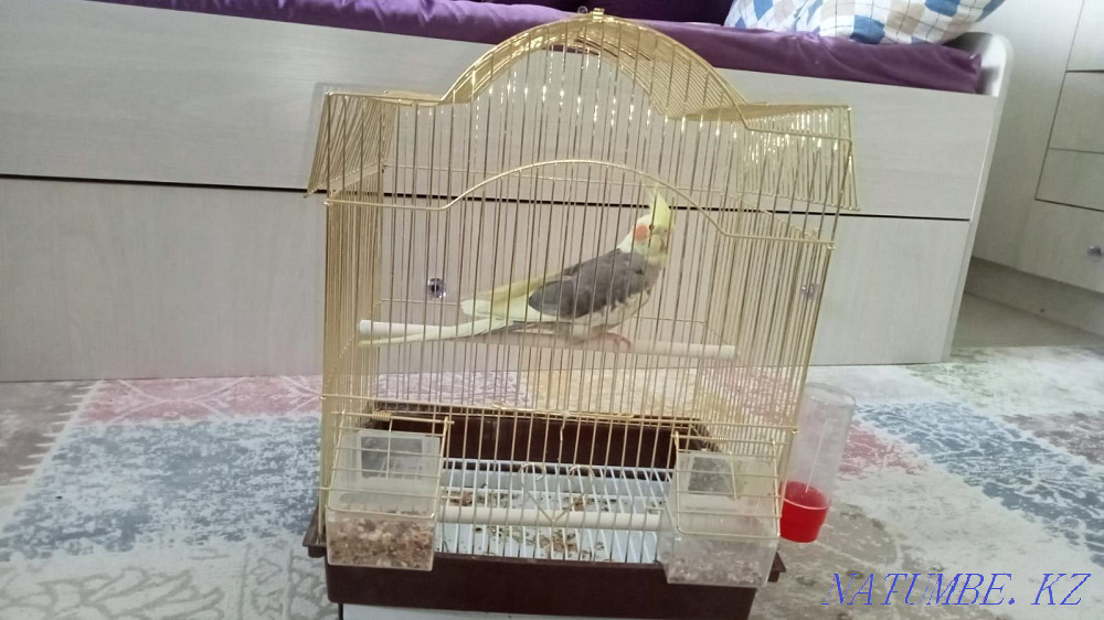 Parrot Tisha. Breed Karella Almaty - photo 2