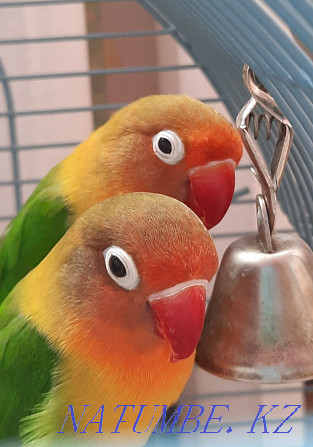 lovebird parrots Astana - photo 1