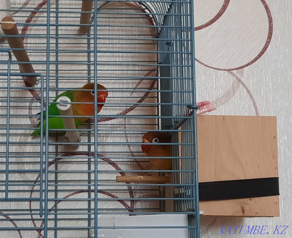 lovebird parrots Astana - photo 3
