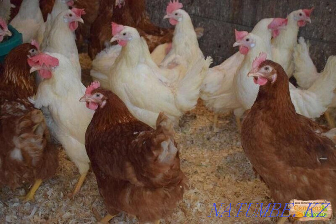 Laying hens. . Shchuchinsk - photo 1