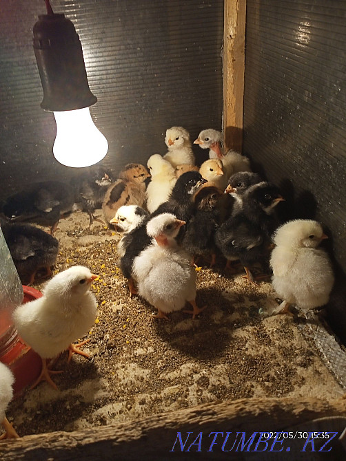 Цыплята 3 суточные Астана - изображение 3