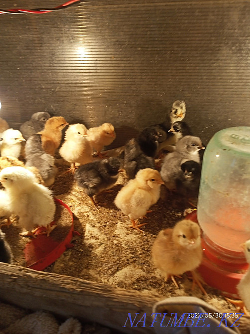 Цыплята 3 суточные Астана - изображение 2