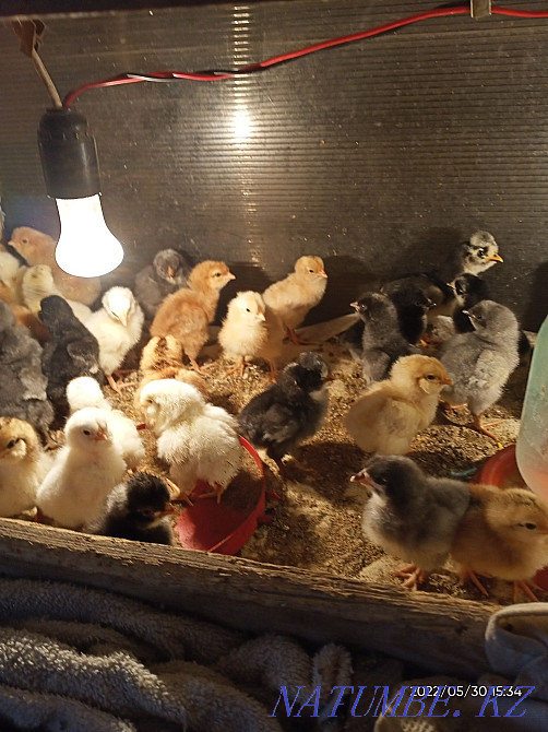 Цыплята 3 суточные Астана - изображение 1