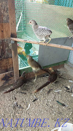 young lemon pheasants Almaty - photo 3