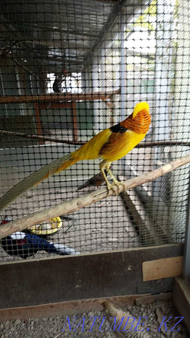 Фазаны лимонные молодые Алматы - изображение 1