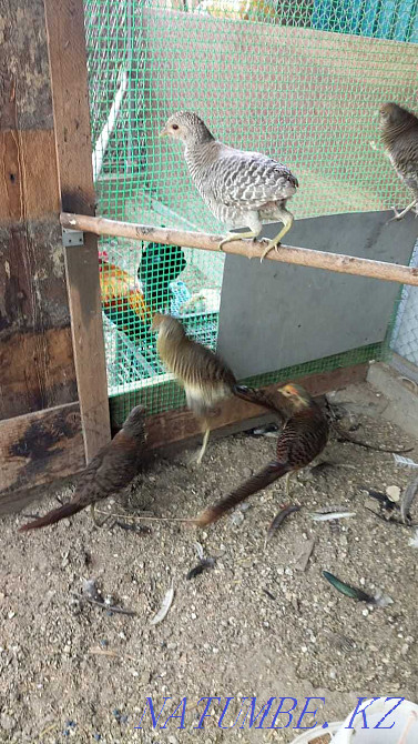 Фазаны лимонные молодые Алматы - изображение 3