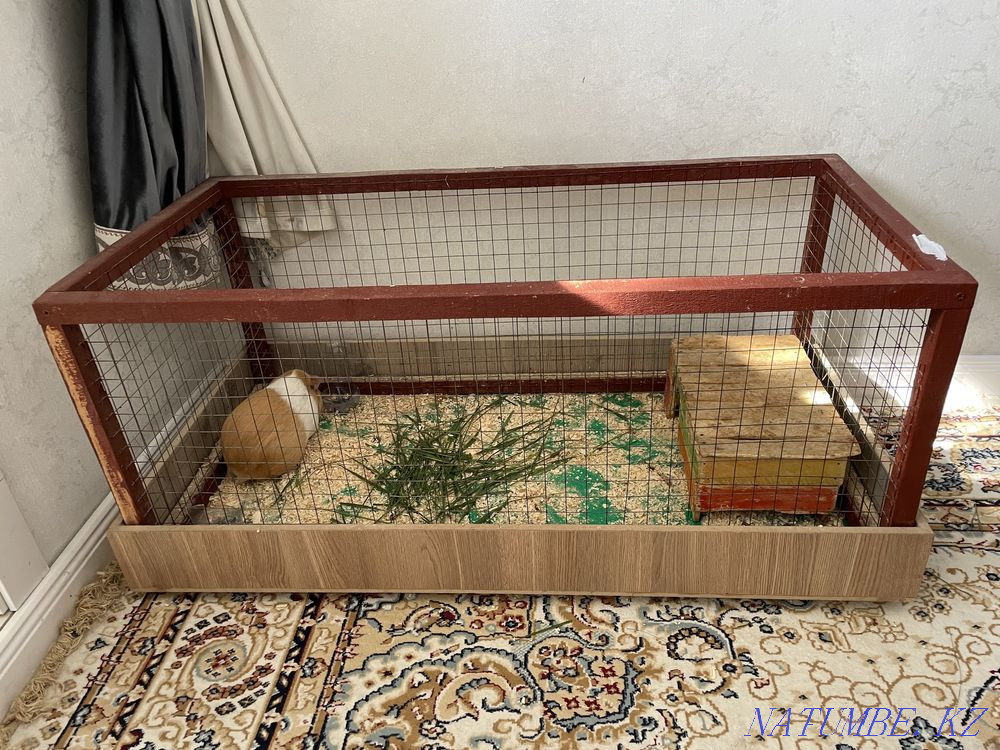 Pig Mickey Astana - photo 3