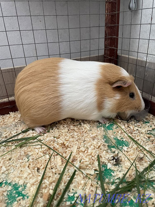 Pig Mickey Astana - photo 2