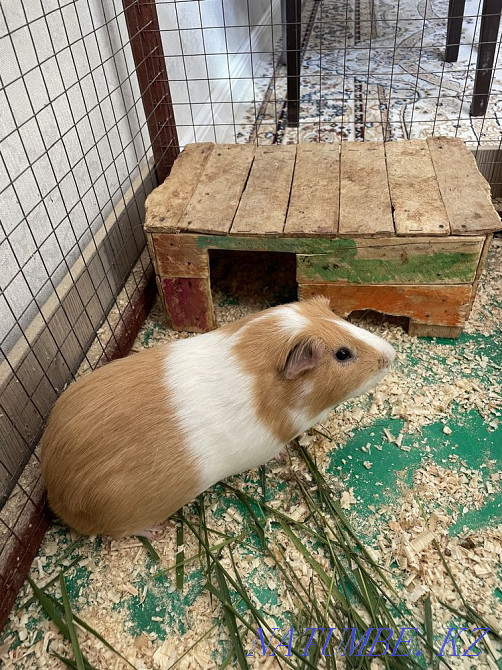 Pig Mickey Astana - photo 4