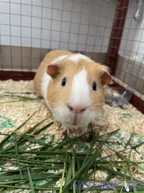 Pig Mickey Astana - photo 1