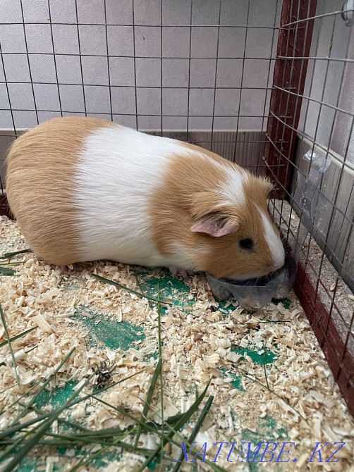 Pig Mickey Astana - photo 5