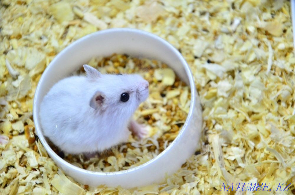Hamsters in "Live Corner" in Taugul Almaty - photo 4