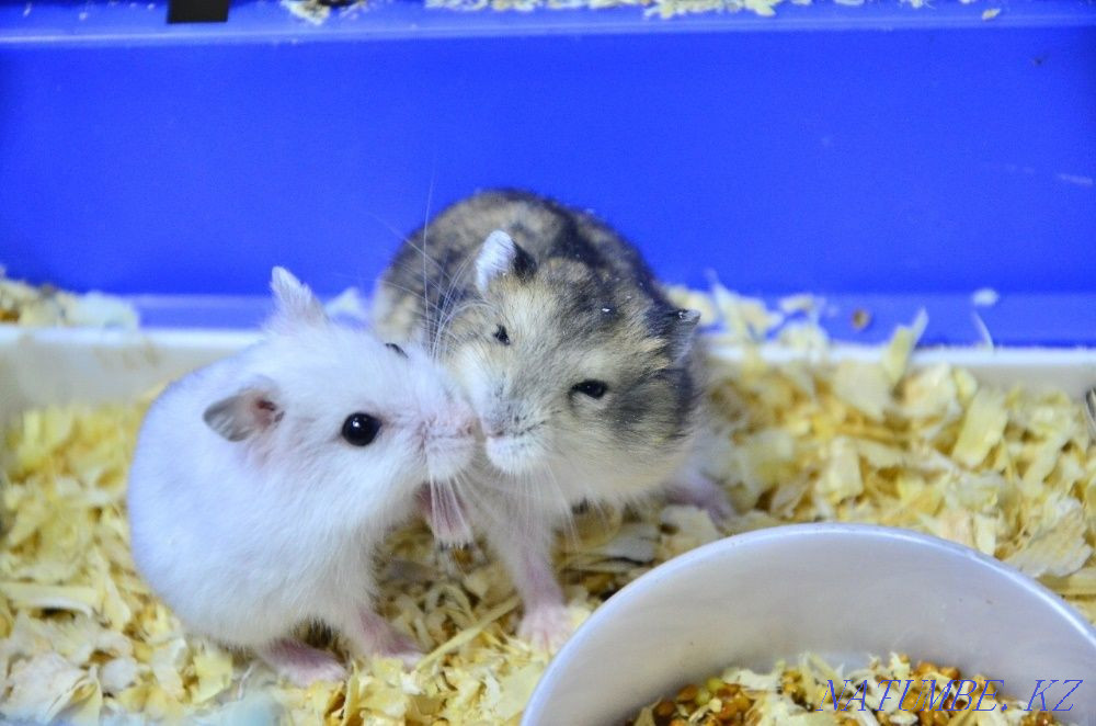 Hamsters in "Live Corner" in Taugul Almaty - photo 2