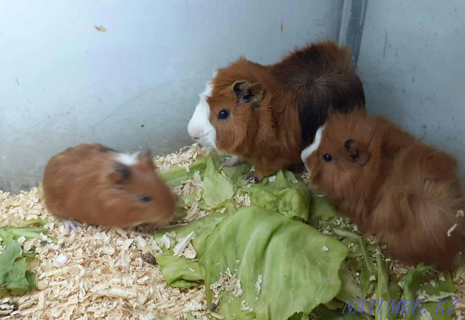 Guinea pigs Shymkent - photo 2