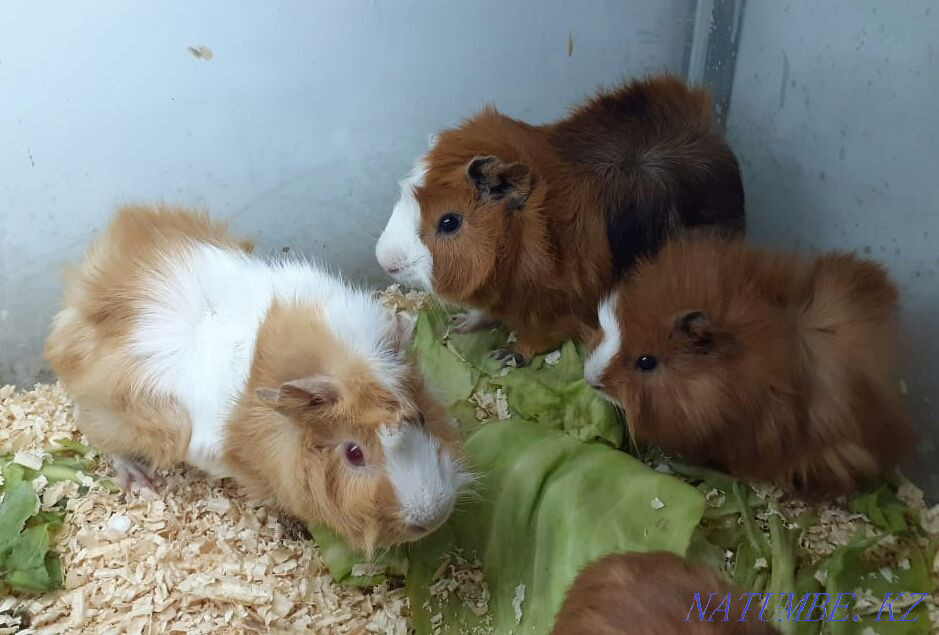 Guinea pigs Shymkent - photo 1
