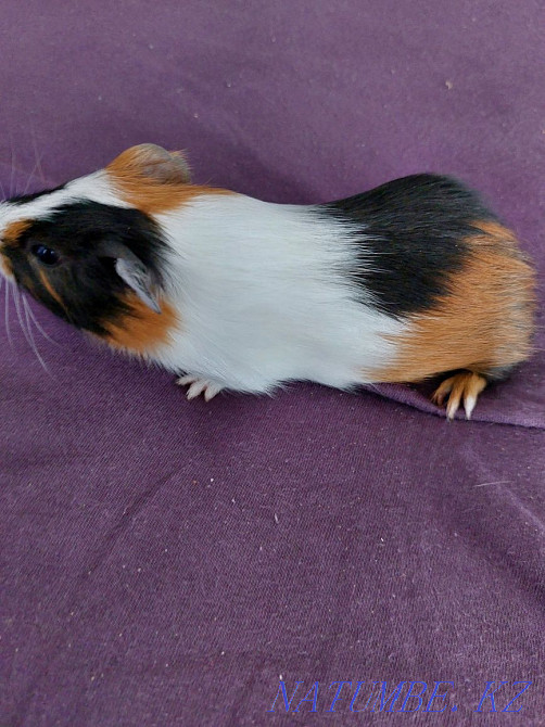 Продам морскую свинку. Актау - изображение 5