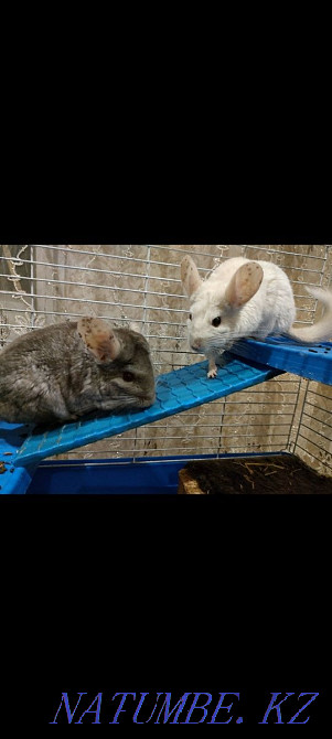 Selling. chinchillas Муткенова - photo 2