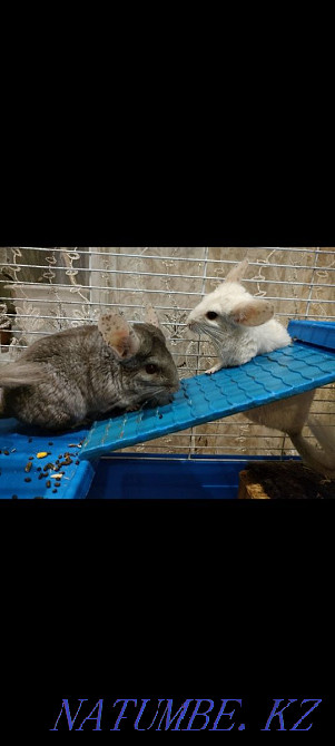 Selling. chinchillas Муткенова - photo 1