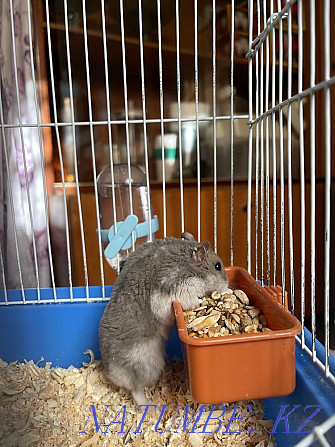 Hamster cage for sale Shymkent - photo 3