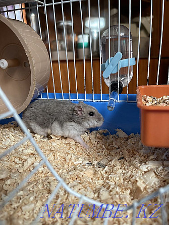 Hamster cage for sale Shymkent - photo 4