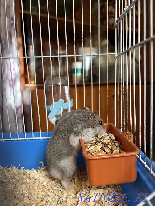 Продам клетку с хомяком Шымкент - изображение 3