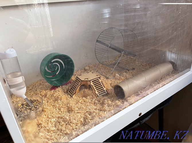 terrarium for sale with hamster Shymkent - photo 2