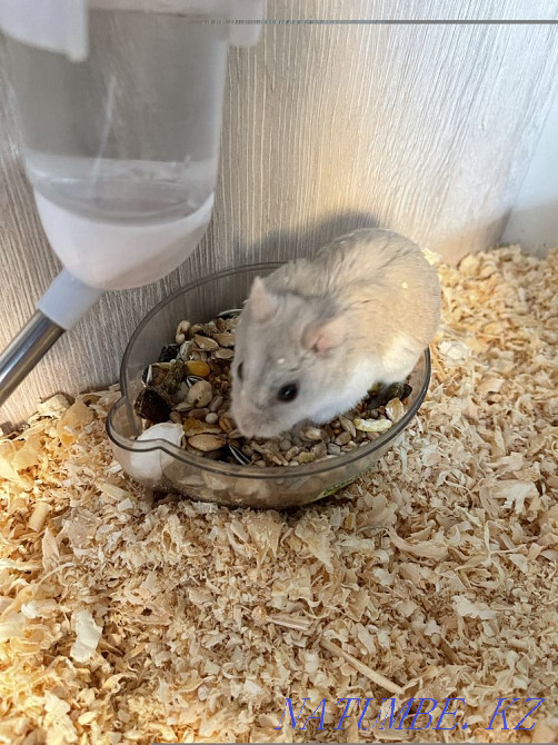 terrarium for sale with hamster Shymkent - photo 4