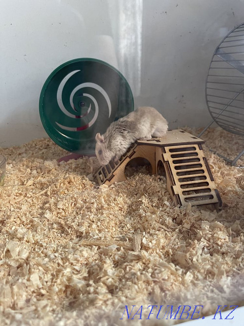 terrarium for sale with hamster Shymkent - photo 6