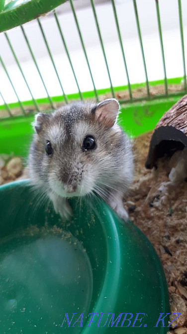 Hamster for sale and everything you need for his life  - photo 4