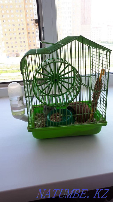 Hamster for sale and everything you need for his life  - photo 3