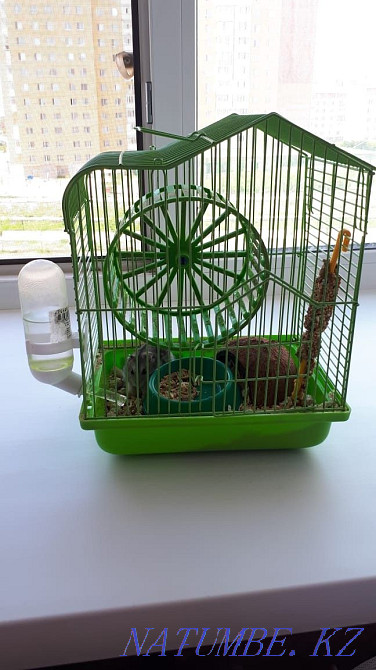 Hamster for sale and everything you need for his life  - photo 2