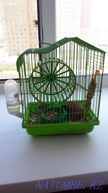 Hamster for sale and everything you need for his life  - photo 1