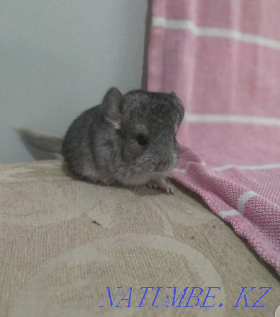 Chinchilla kids.. Кокпекты - photo 1