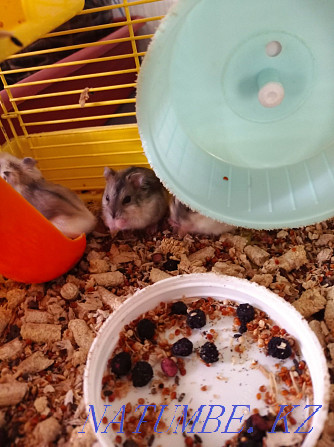 Sell Djungarian hamsters Shchuchinsk - photo 2