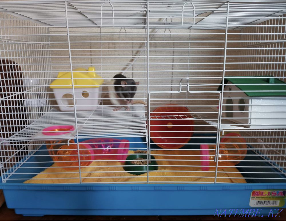 Кеміргіштерге арналған тор (хомяктар, егеуқұйрықтар және т.б.)!  Қостанай  - изображение 1