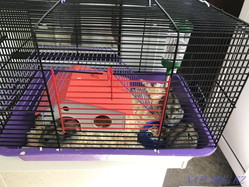 Djungarian hamsters Мичуринское - photo 3