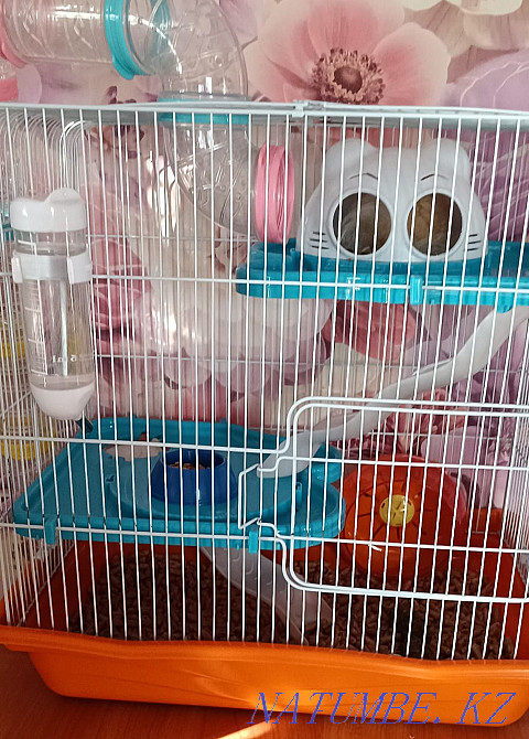 White hamster with a cage  - photo 3