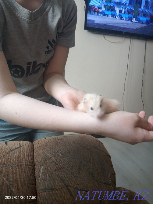 White hamster with a cage  - photo 5