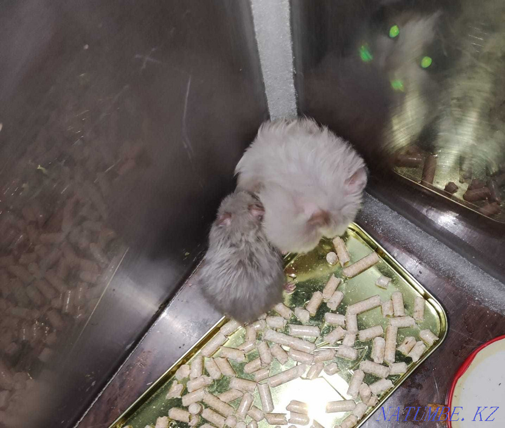 продам сирийских хомяков маму и ребенка Талдыкорган - изображение 1