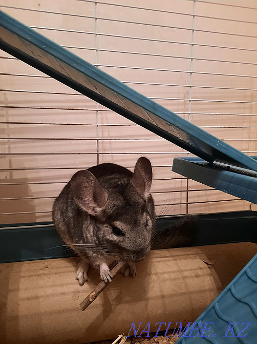 I will sell a chinchilla Pavlodar - photo 2
