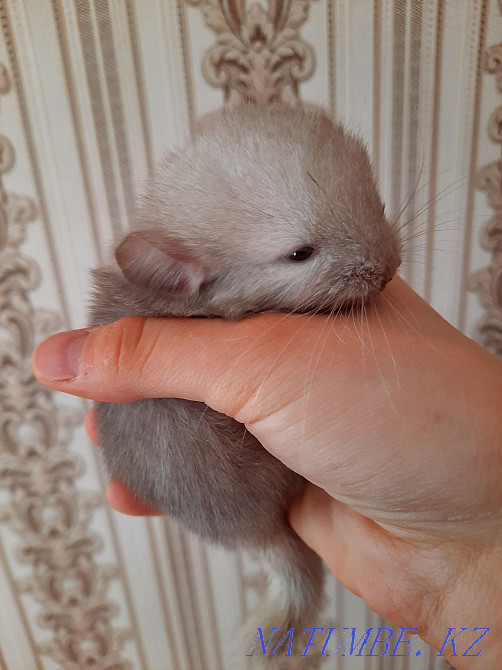 I will sell a chinchilla Pavlodar - photo 1