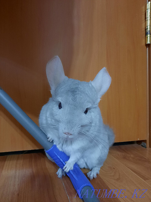 I will sell a chinchilla Pavlodar - photo 3