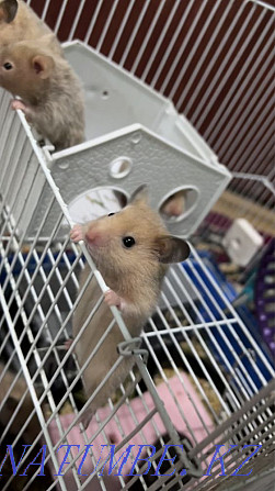 Syrian hamsters Almaty - photo 1