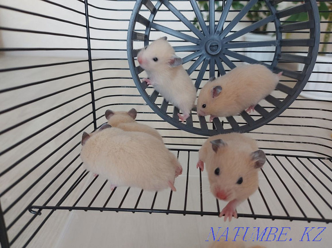 Syrian hamsters. Бостандык - photo 5