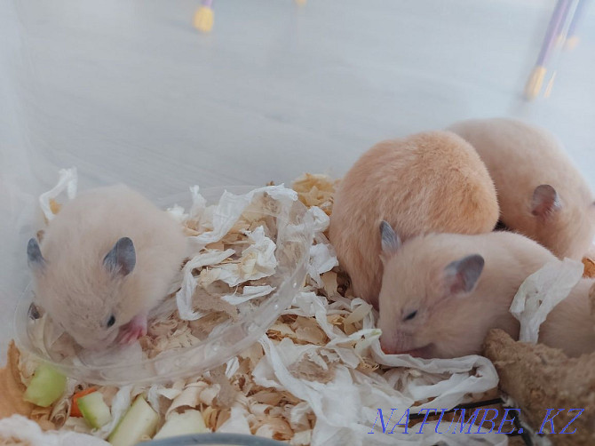 Syrian hamsters. Бостандык - photo 7