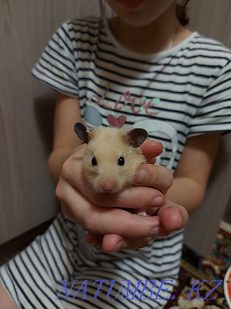 Syrian hamsters. Бостандык - photo 3