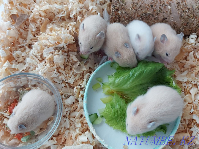 Syrian hamsters. Бостандык - photo 2