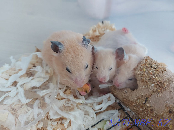 Syrian hamsters. Бостандык - photo 6