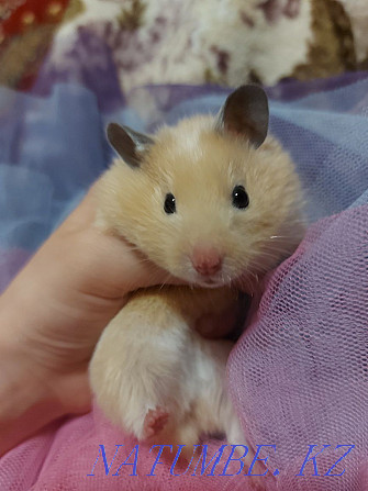 Syrian hamsters. Бостандык - photo 1