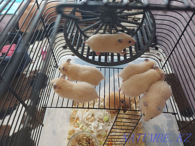 Syrian hamsters. Бостандык - photo 4